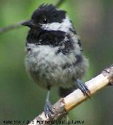 Pjaro Carbonero garrapinos - Parus ater. Segura