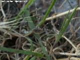 Opilio - Opilio parietinus. Cueva de los Herreros - Jan