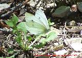 Mariposa de la naba - Pieris rapae. Caada de las Hazadillas. Jan