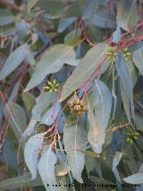 Eucalipto rojo - Eucalyptus camaldulensis. Crdoba