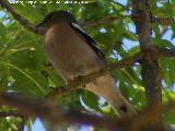 Pjaro Pinzn - Fringilla coelebs. Laguna Grande - Baeza