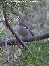 Pjaro Pinzn - Fringilla coelebs. Puente Honda - Siles