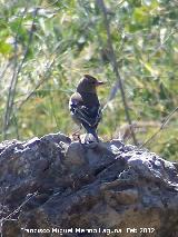 Pjaro Pinzn - Fringilla coelebs. Vergao - Navas de San Juan