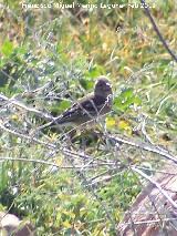 Pjaro Pinzn - Fringilla coelebs. Vergao - Navas de San Juan