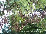 Falsa acacia - Robinia pseudoacacia. Segura