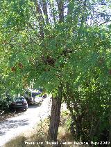 Falsa acacia - Robinia pseudoacacia. Prado Maguillo (Santiago Pontones)