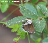 Mariposa barrena del geranio - Cacyreus marshalli. Navas de San Juan