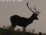 Ciervo - Cervus elaphus. Sierra Morena