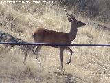 Ciervo - Cervus elaphus. Sierra de Andjar