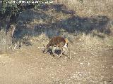 Ciervo - Cervus elaphus. Navas de San Juan