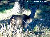 Ciervo - Cervus elaphus. Cierva. Vereda de las Sepulturas - Andjar