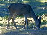 Ciervo - Cervus elaphus. Cierva. Vereda de las Sepulturas - Andjar