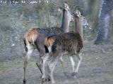 Ciervo - Cervus elaphus. Vereda de las Sepulturas - Andjar