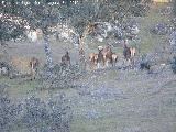 Ciervo - Cervus elaphus. Vereda de las Sepulturas - Andjar