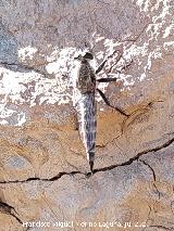Mosca asesina - Machimus rusticus. Cerro de la Mina - Villanueva de las Torres