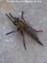 Mosca cechera - Rhagio scolopaceus. Cerro Ben-Zal - Torredonjimeno