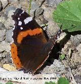 Mariposa vulcana - Vanessa atalanta. Alhama de Granada