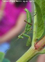 Mantis religiosa - Mantis religiosa. Los Anchos - Santiago Pontones