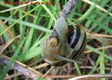 Caracol rayado - Cepaea nemoralis. Segura