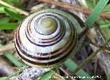 Caracol rayado - Cepaea nemoralis. Segura