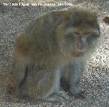 Mona de Gibraltar - Macaca sylvanus. Crdoba