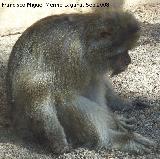 Mona de Gibraltar - Macaca sylvanus. Crdoba