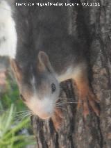 Ardilla - Sciurus vulgaris. Cuevas de Nerja