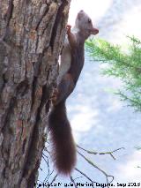 Ardilla - Sciurus vulgaris. La Quebrada - La Iruela