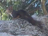 Ardilla - Sciurus vulgaris. Pinar de Cnava - Jimena