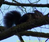 Ardilla - Sciurus vulgaris. Alhama de Granada