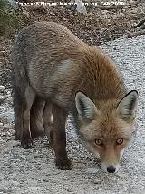 Zorro - Vulpes vulpes. Los Rasos - Peal de Becerro