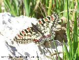 Mariposa arlequn - Zerynthia rumina. Jan