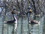 Pjaro Somormujo Lavanco - Podiceps cristatus. Cortejo de apareamiento. Laguna Grande - Baeza