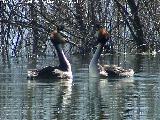 Pjaro Somormujo Lavanco - Podiceps cristatus. Cortejo de apareamiento. Laguna Grande - Baeza