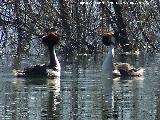 Pjaro Somormujo Lavanco - Podiceps cristatus. Cortejo de apareamiento. Laguna Grande - Baeza