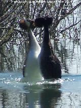 Pjaro Somormujo Lavanco - Podiceps cristatus. Cortejo de apareamiento. Laguna Grande - Baeza