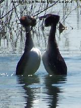 Pjaro Somormujo Lavanco - Podiceps cristatus. Cortejo de apareamiento. Laguna Grande - Baeza