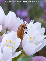 Escarabajo coracero - Rhagonycha fulva. La Veleta - Los Villares