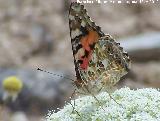 Mariposa Vanesa de los cardos - Vanessa cardui. Corbn - Lahiguera