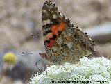 Mariposa Vanesa de los cardos - Vanessa cardui. Corbn - Lahiguera