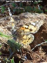 Mariposa Vanesa de los cardos - Vanessa cardui. El Hacho - Alcal la Real