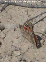 Mariposa Vanesa de los cardos - Vanessa cardui. Laguna - Torredonjimeno