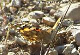 Mariposa Vanesa de los cardos - Vanessa cardui. Los Caones. Jan