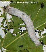 Polilla de seda - Bombyx mori. Los Villares