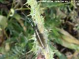 Longicornio de los cardos - Agapanthia cardui. Santa Ana - Torredelcampo