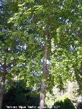 Gingkgo - Gingko biloba. Crdoba