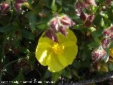 Jarilla de Sorbas - Helianthemum alypoides. Sorbas