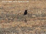 Pjaro Collalba negra - Oenanthe leucura. Comparacin de tamao con los gorriones. Gorafe