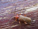 Escarabajo capricornio - Phymatodes testaceus. Los Villares