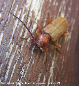 Escarabajo capricornio - Phymatodes testaceus. Los Villares